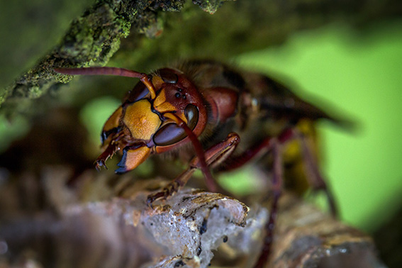 frelons sur un arbre
